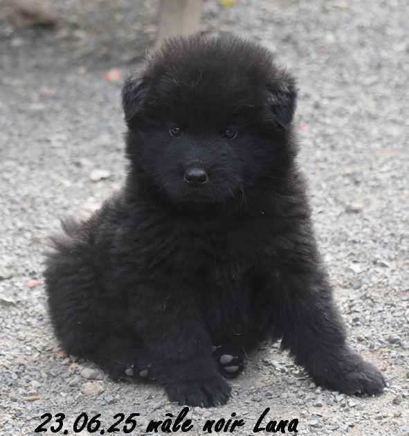 Des crinières de feu - Chiots disponibles - Eurasier