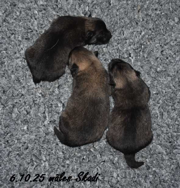 Des crinières de feu - Chiots disponibles - Eurasier