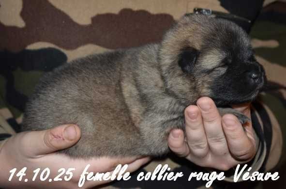 Des crinières de feu - Chiots disponibles - Eurasier