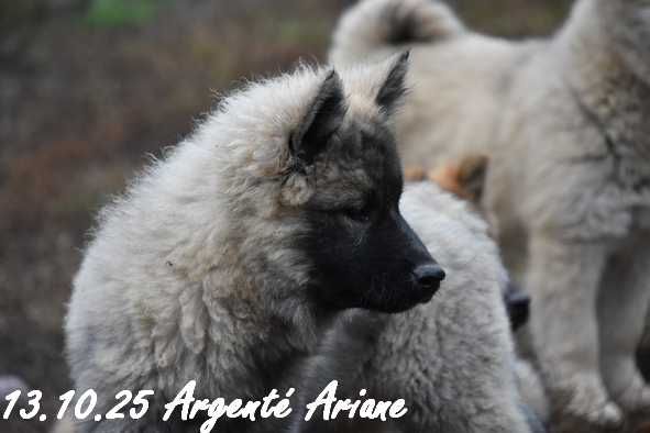 Des crinières de feu - Chiots disponibles - Eurasier