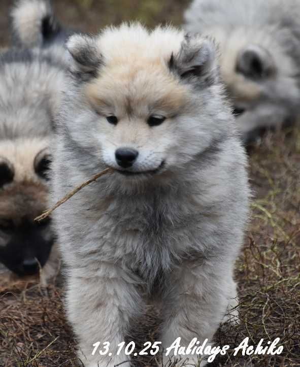 Des crinières de feu - Chiots disponibles - Eurasier