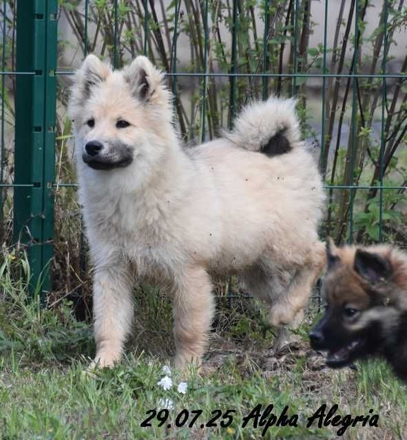 Des crinières de feu - Chiots disponibles - Eurasier
