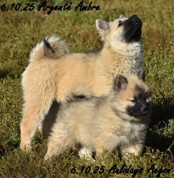 Des crinières de feu - Chiots disponibles - Eurasier