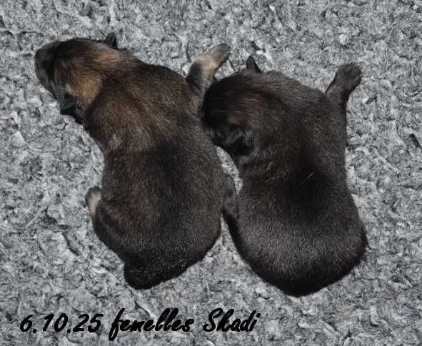 Des crinières de feu - Chiots disponibles - Eurasier
