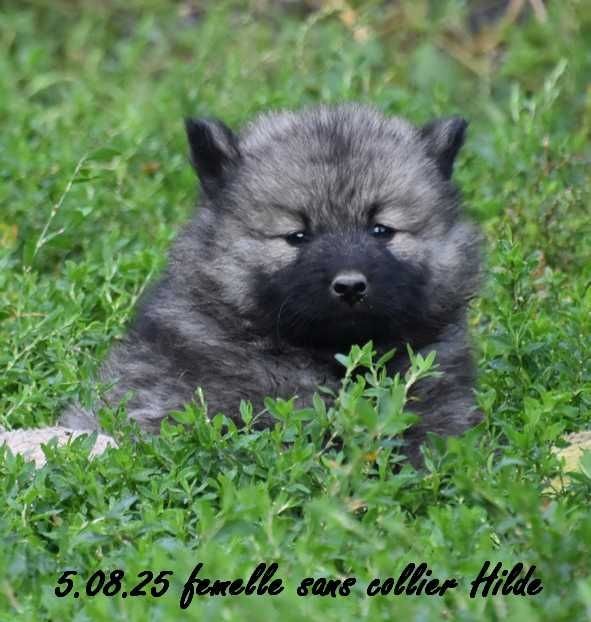 Des crinières de feu - Chiots disponibles - Eurasier