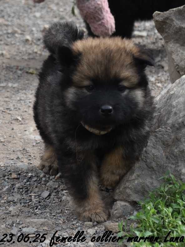 Des crinières de feu - Chiots disponibles - Eurasier