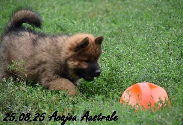 Des crinières de feu - Chiots disponibles - Eurasier