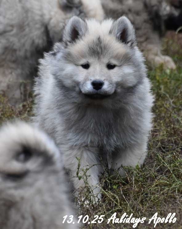 Des crinières de feu - Chiots disponibles - Eurasier