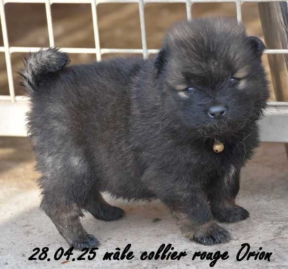 Des crinières de feu - Chiots disponibles - Eurasier