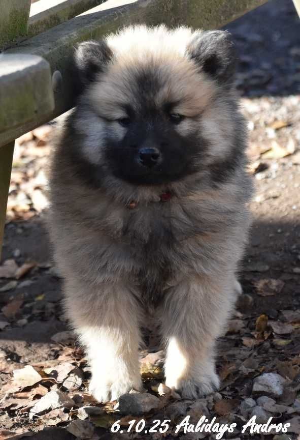 Des crinières de feu - Chiots disponibles - Eurasier