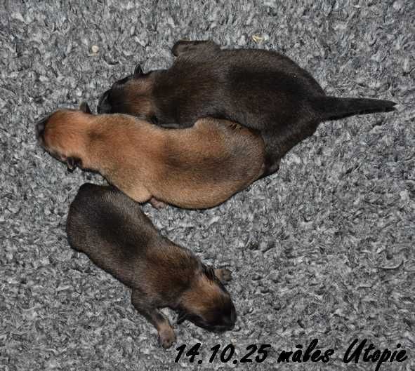 Des crinières de feu - Chiots disponibles - Eurasier