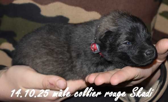 Des crinières de feu - Chiots disponibles - Eurasier