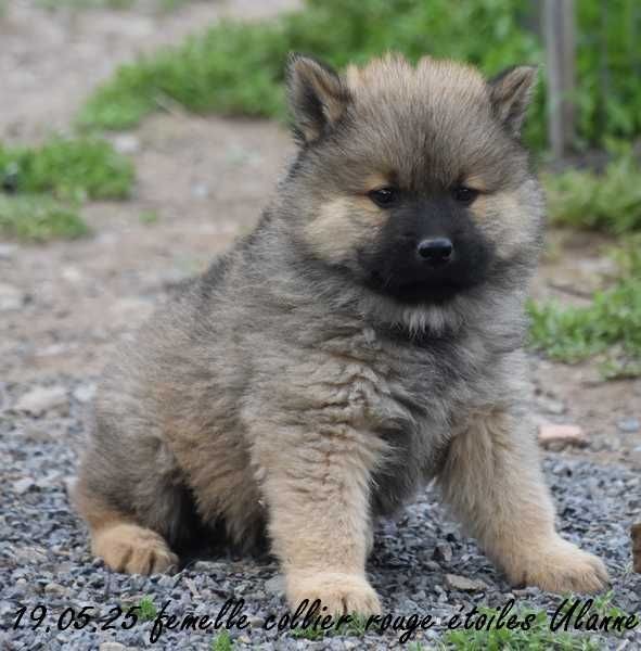 Des crinières de feu - Chiots disponibles - Eurasier