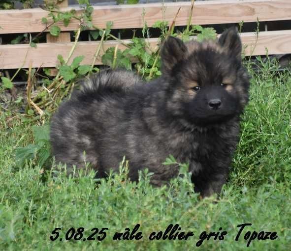 Des crinières de feu - Chiots disponibles - Eurasier