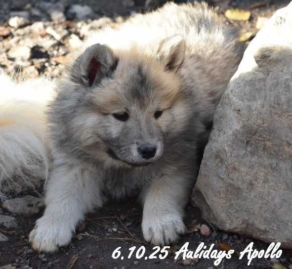 Des crinières de feu - Chiots disponibles - Eurasier