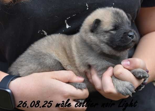 Des crinières de feu - Chiots disponibles - Eurasier