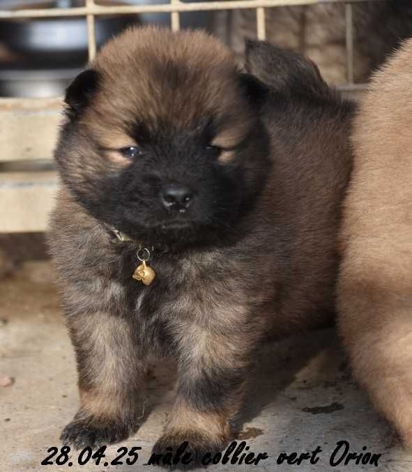 Des crinières de feu - Chiots disponibles - Eurasier
