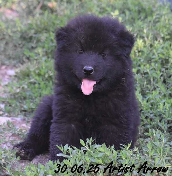 Des crinières de feu - Chiots disponibles - Eurasier
