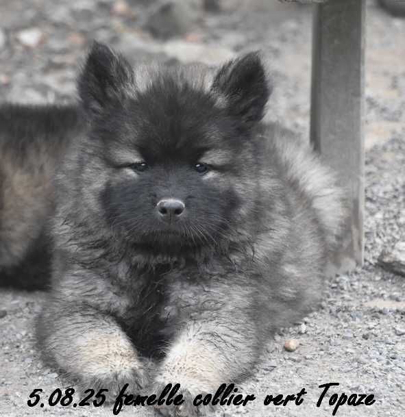 Des crinières de feu - Chiots disponibles - Eurasier