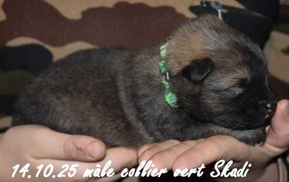 Des crinières de feu - Chiots disponibles - Eurasier