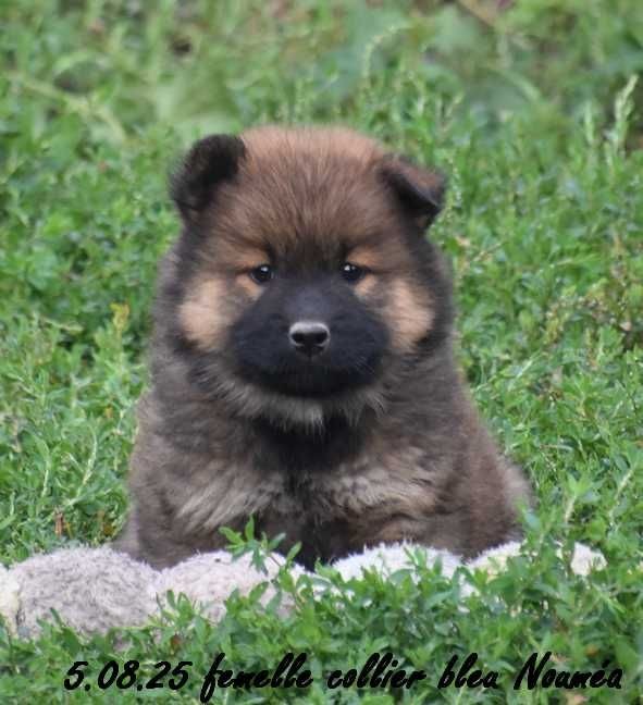 Des crinières de feu - Chiots disponibles - Eurasier