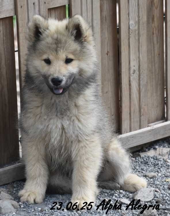 Des crinières de feu - Chiots disponibles - Eurasier