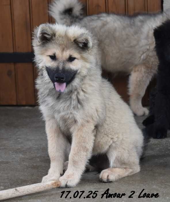 Des crinières de feu - Eurasier - Portée née le 04/04/2025