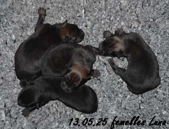 Des crinières de feu - Chiots disponibles - Eurasier