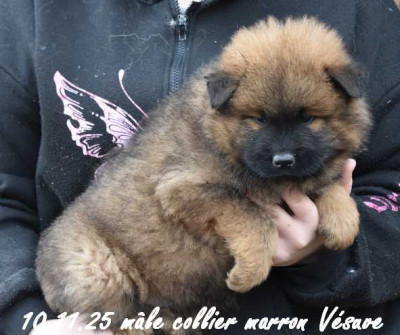 mâle collier marron