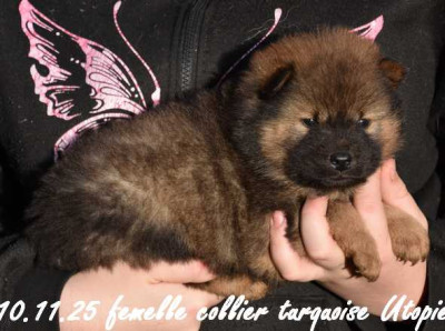 femelle collier turquoise