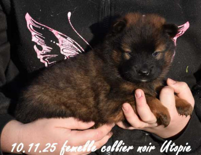 femelle collier noir