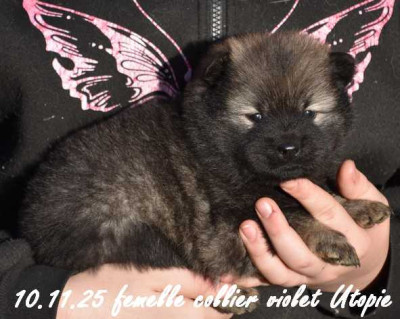 femelle collier violet