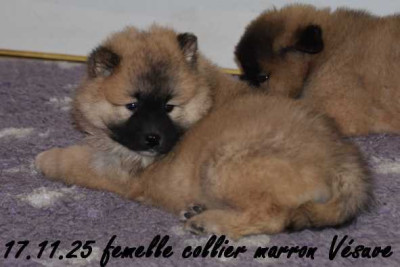 femelle collier marron