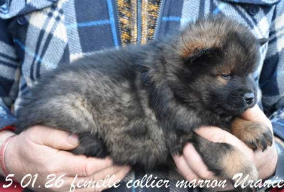 femelle collier marron