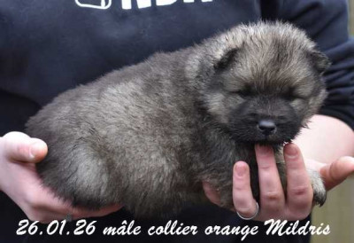 mâle collier orange