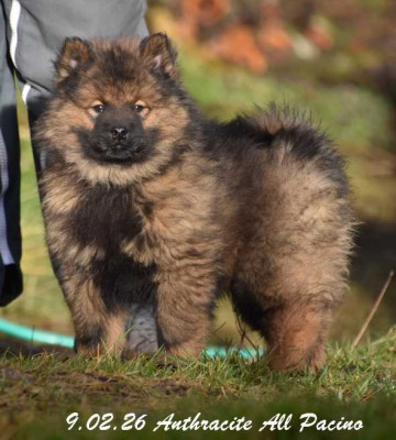 Anthracite Al Pacino