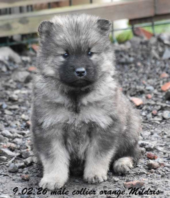 mâle collier orange