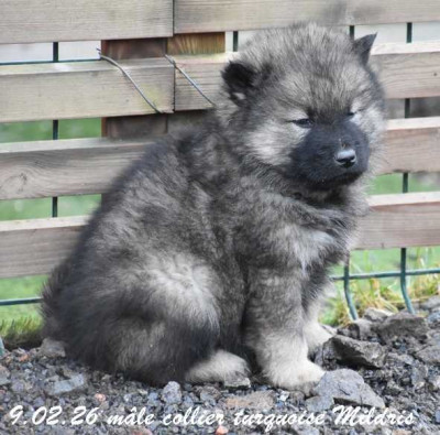 mâle collier turquoise