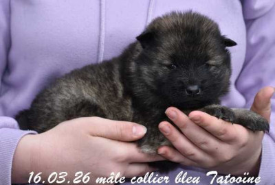mâle collier bleu