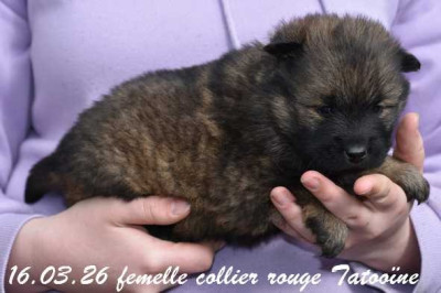 femelle collier rouge