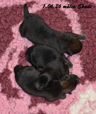 CHIOT 5