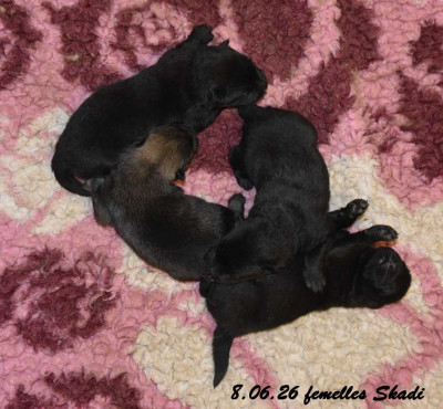 CHIOT 3