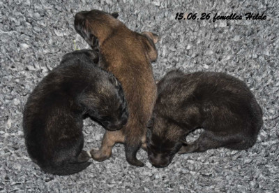 CHIOT 1