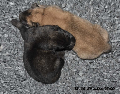 CHIOT 4
