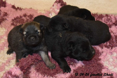 CHIOT 1
