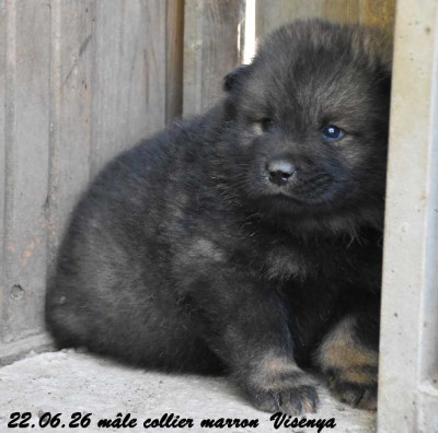 male collier marron