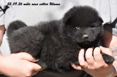 male sans collier