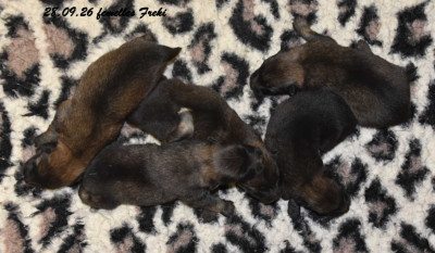 CHIOT 3