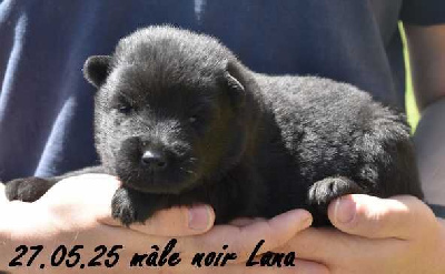 mâle noir
