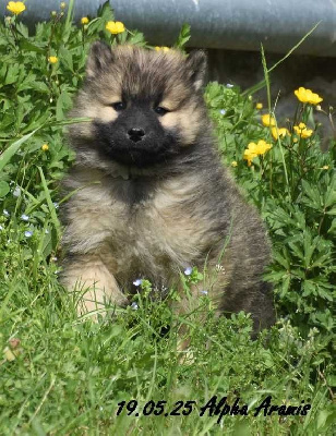 Alpha Aramis